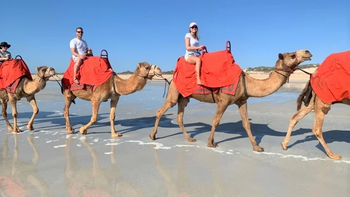 Hanna Gadd och hennes fästman Robert Woolmer rider på kameler på semester i Broome i västra Australien.