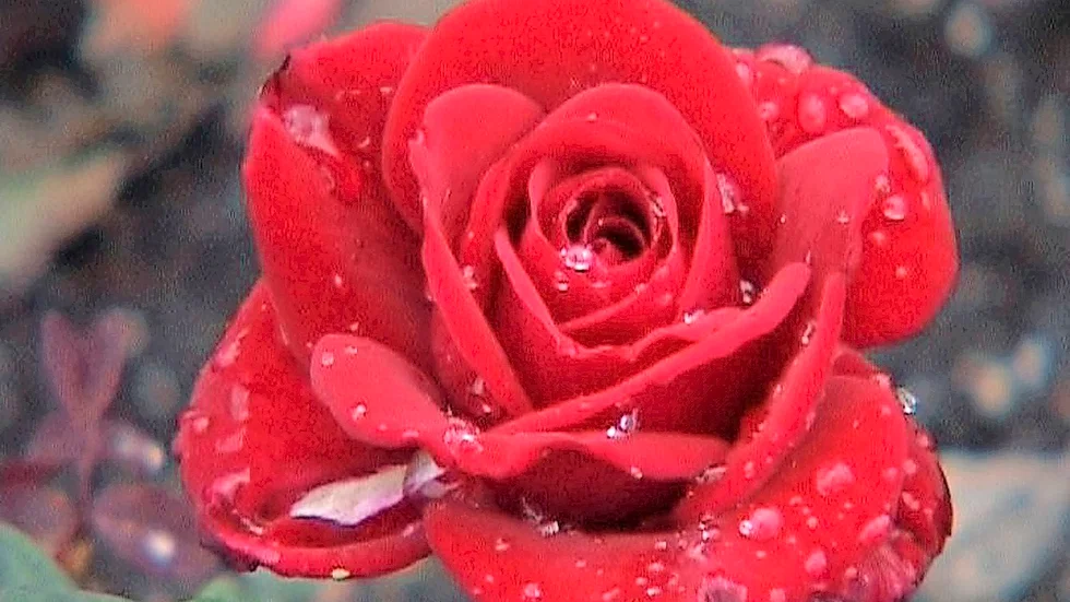 Säg det med hjälp av blomsterspråket. Mörkrosa blommor står för tacksamhet.