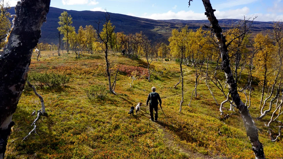 Bra tillgång på fågel, men ingen anstormning av jägare. Det är den samlade bilden från företagarna i Arjeplogs fjällvärld kring jaktstarten i lördags. (Arkivbild)