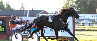 Skelleftehäst med ny finalbiljett – tävlar i sin andra raka storloppsfinal i V75 på Solvalla