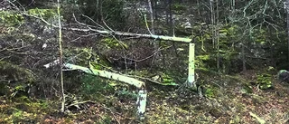 Fällda träd i Oxelösund väcker frågor