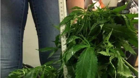 Ur förundersökningen. Polisen fann en stor odling i lokalen.