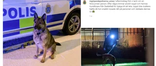Joppli och hundföraren Per Eriksson från Skellefteå räddade liv: ”Joppli blev kvällens hjälte” 