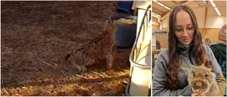 Här går lodjuret in i kaninstallet: "Kan dö av skräck"