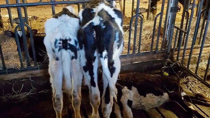 I en box låg en död kalv i flera dagar. Lantbrukaren hade inte orkat släpa ut kalven. Enligt veterinären kan kalven ha dött av svält. Nästan alla ungdjur var kraftigt avmagrade. Lantbrukaren hade enligt egen uppgift utfodrat djuren efter en expertuträknad foderstat.