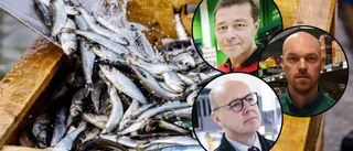 Brist på den populära fisken inför premiären  ■ Nu begränsar handlarna antalet burkar kunderna får köpa