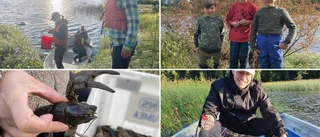 Direkt från kräftfisket i Råneälven • "Hoppas på bättre fångst än förra året"