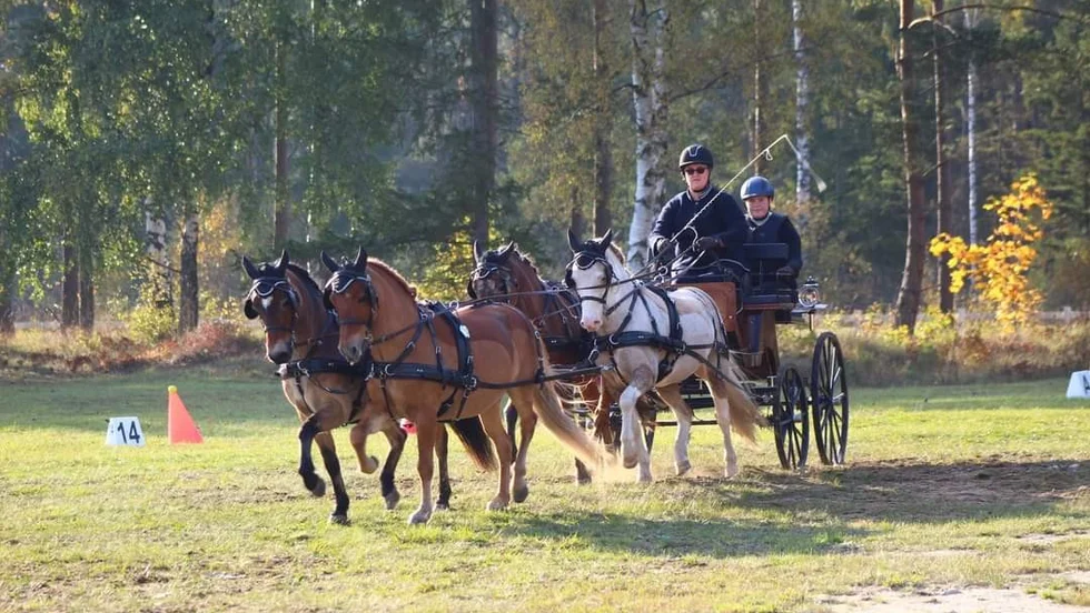 Maria Johansson och hennes fyrspann med russen Cimbus, Pottan, Digone, Trusst Me och Wiklund.