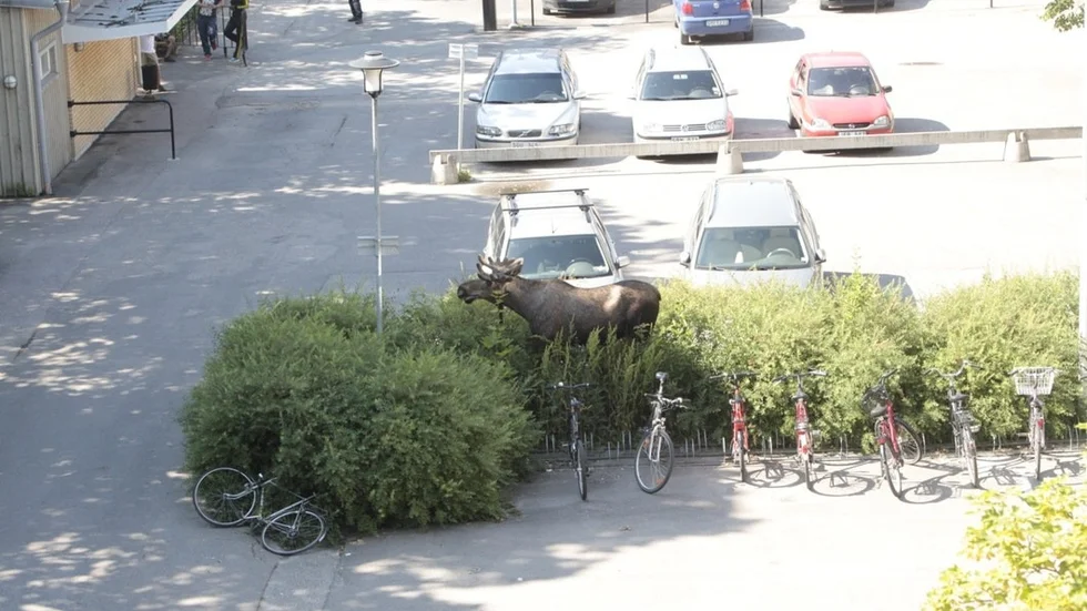 Älg i centrum 1