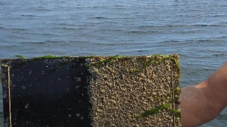 Den här kontrollplattan för havstulpaner sitter i Oxelösunds skärgård. Här har havstulpanerna börjat sätta sig, men båtfolk kan än så länge pusta ut. Bilden är från augusti 2014.