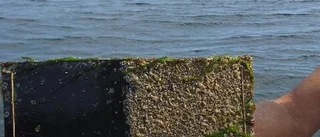 Havstulpanerna närmar sig