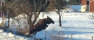 Älgens superhopp blev månadens läsarbild i januari