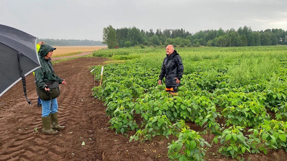 Mats Weinesson är en av de bönder i Sverige som nu testar att odla soja och lupiner. Här står han bland sojaplantorna. 