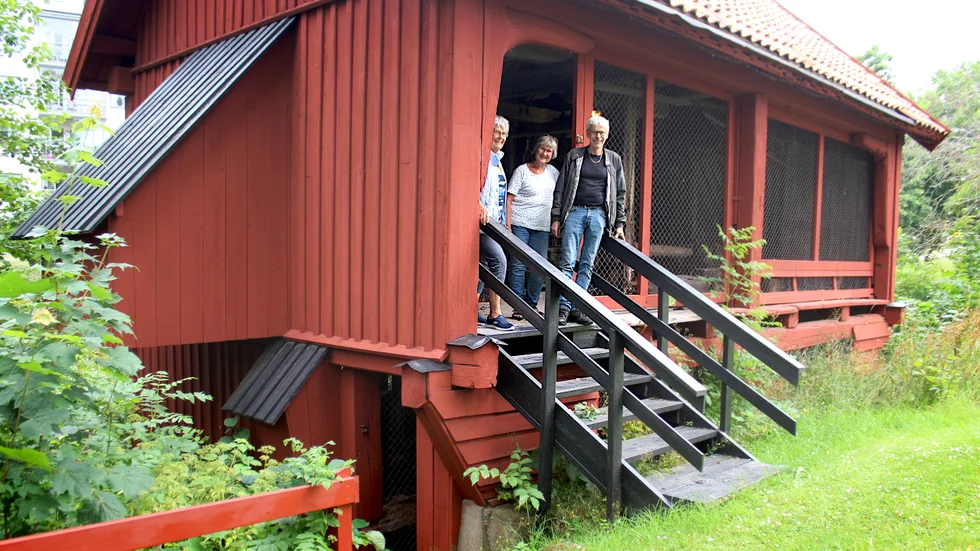 Irene Antonsson, Ingrid Muhrman och Carl-Gustav Svensson i hembygdsföreningen öppnar på söndag upp de gamla byggnaderna i Mjölby hembygdsgård. Här vid sågen. 