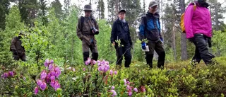 Vandring bland orkidéer i Laisdalen
