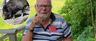 Vildsvin härjar på villatomter: "Verkar inte särskilt rädda" ✓Kommunen: "Vi får flera samtal i veckan nu"