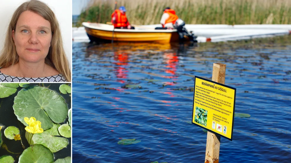 Bekämpningen av sjögull fortsätter i Mälaren. I år kommer en vik vid Småholmarna vid Kvicksund på Eskilstunasidan stängas av för båttrafik för att minska den invasiva artens framfart. Det berättar Anna Holmqvist som är projektledare.