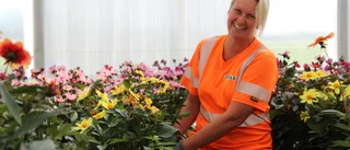 Här odlas tusentals växter till länets gator och torg – "Blommor gör folk glada"
