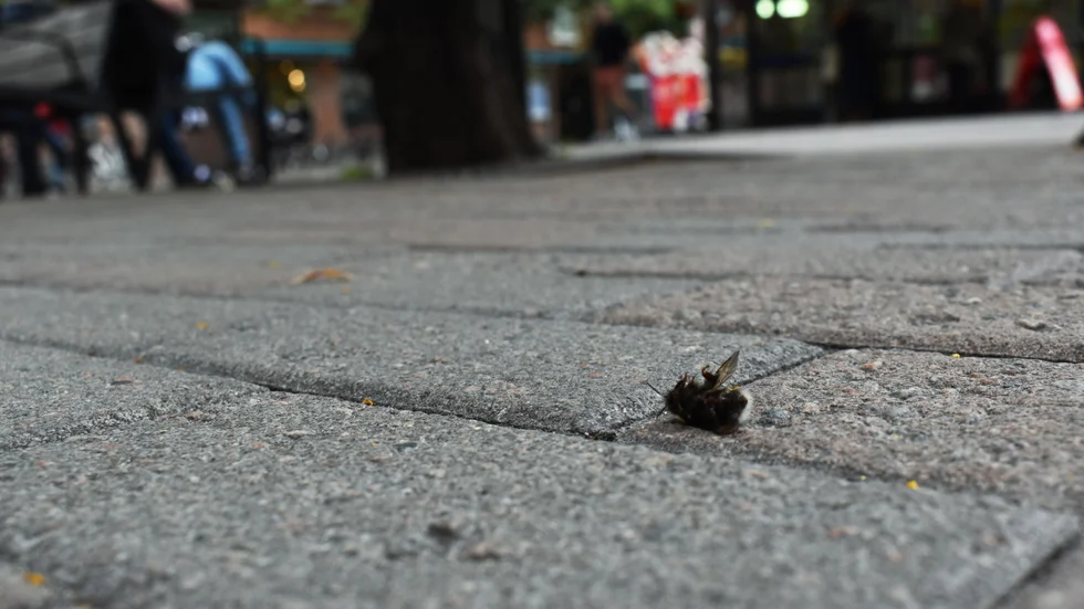 På gågatan ligger flera döda humlor, vilket har lett till att många oroliga läsare hört av sig till Norran.