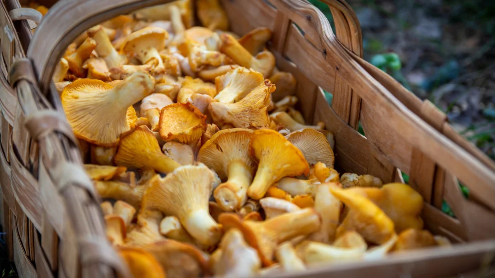 Nu finns det gula kantareller i skogen. Plocka gärna de i en korg.
