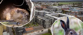 Hare och bäver frodas i Uppsala – därför finns så många harar i stan • Stadsjägarens teori