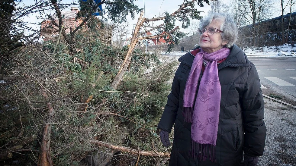 – Flera sorters enbuskar och träd men även liguster, parkrosor och berberis är borta eller avkapade av traktorskopan, säger Irene Priller som bott i villan i 39 år.
