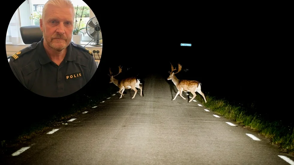 "Det är lite fler vildsvinsolyckor i Strängnäs kommun än i andra kommuner i Sörmland. Norr om Strängnäs mot Enköping på riksväg 55 ska man köra försiktigt", säger Jan Olevall som är länsansvarig för viltolyckor hos polisen i Sörmland. 