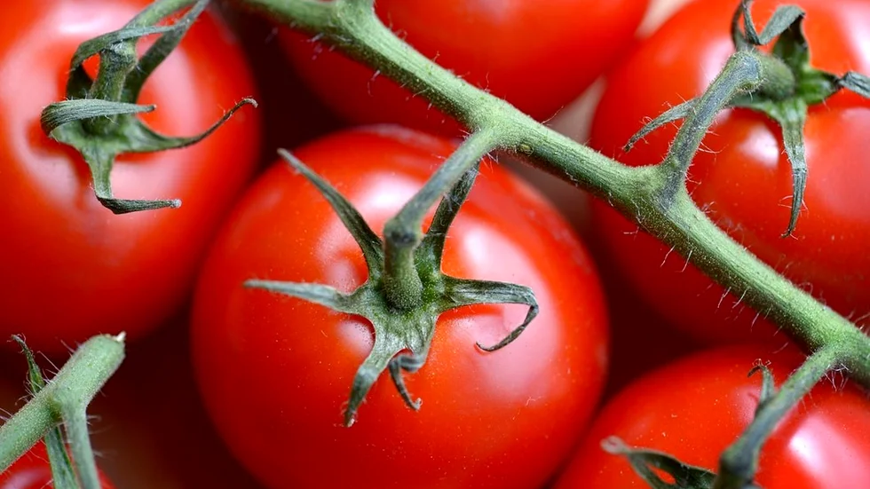Det är inte tillräckligt lönsamt med ett storskaligt växthus för tomatodling i Oxelösund.
