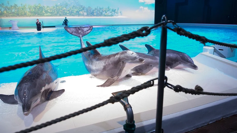 Delfiner i fångenskap drar in stora pengar, skriver Daniel Rolke från Djurrättsalliansen i debattartikeln. Bilden är tagen under en delfinshow på Kolmårdens delfinarium.