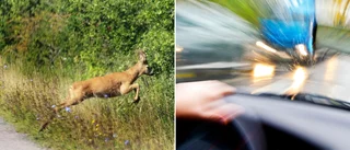 Fem rådjursolyckor under onsdagskvällen