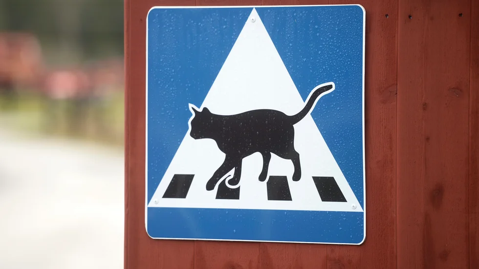 Adoptera en katt från ett katthem, uppmanar insändarskribenten.