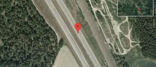 Älg på vägen på E20