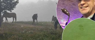 Hästarna rymde – hamnade på golfbana
