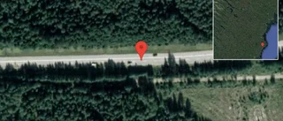 Renar på vägen på E4