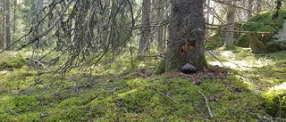 Utdragen insats runt branden – "trädet står kvar"