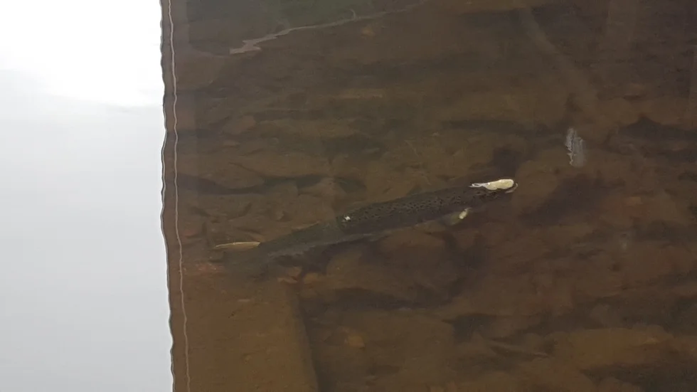 De svampangripna laxarna lågg stilla inne på grunt vatten i småbåtshamnen i Södra hamn i Luleå.