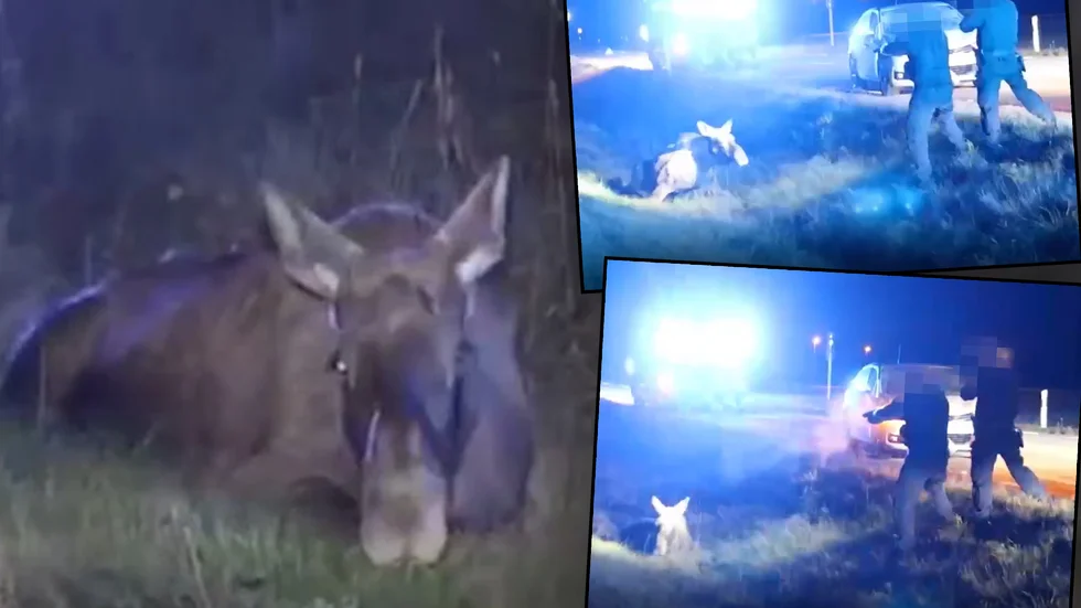 På måndagskvällen avlivade polisen en älg efter en viltolycka. Händelsen fångades på film.
