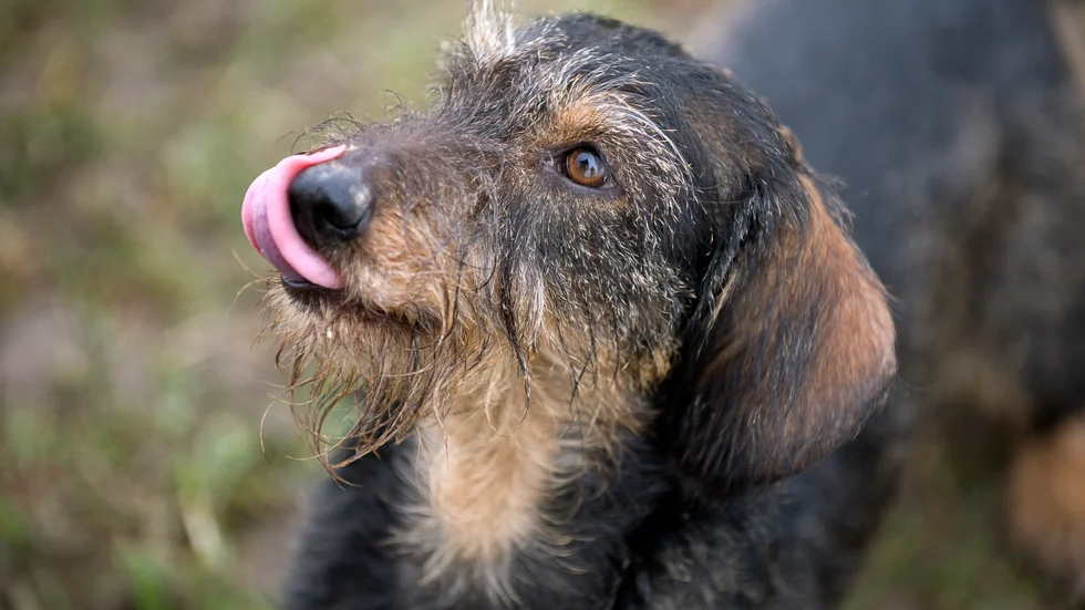 Angående hundskit. Hur svårt kan det vara? Gör som i Spanien. Skriver insändarskribenten.