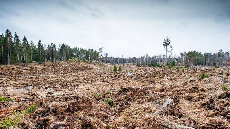 Det är sorgligt att inte ens i naturreservat kan fåglar, djur, växter, insekter och människor få en fristad från skogsbruket, skriver Pia Björstrand och Göran Ekblom med flera från Sörmlands Skogsgrupp, Skydda Skogen och Naturskyddsföreningen.
