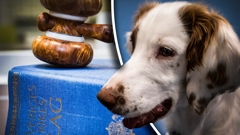Hundarna har lidit både fysiskt och psykiskt meddelar en distriktsveterinär. Hunden på bilden har ingenting med innehållet i artikeln att göra.