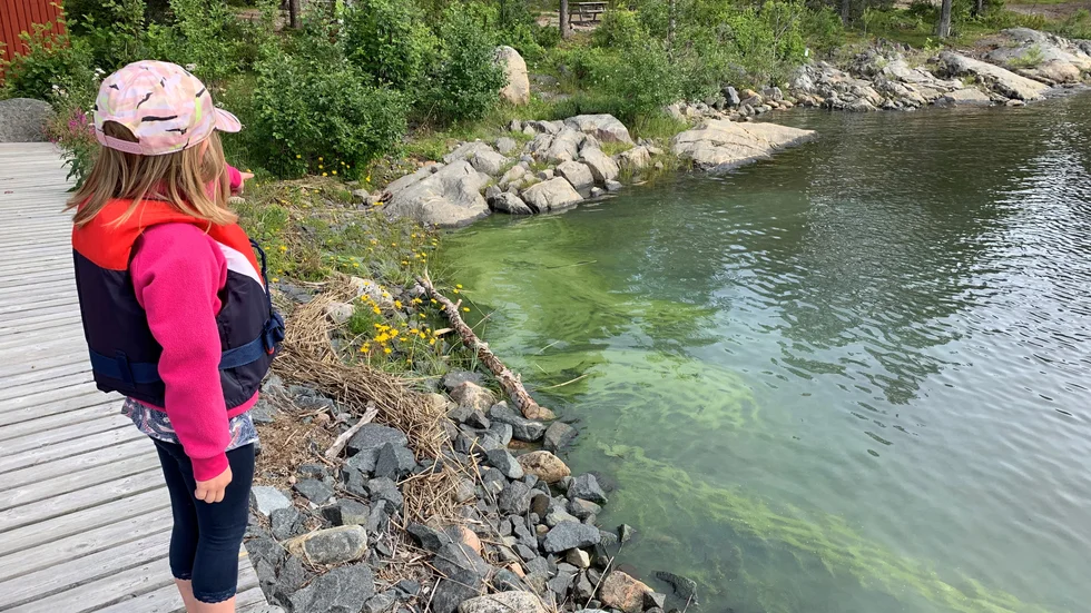 Det kom under 2020 in fler observationer gällande misstänkta algblomningar i Norrbotten än det gör ett vanligt år. Totalt blev det elva observationer som gällde Luleå, Kalix och Haparanda.