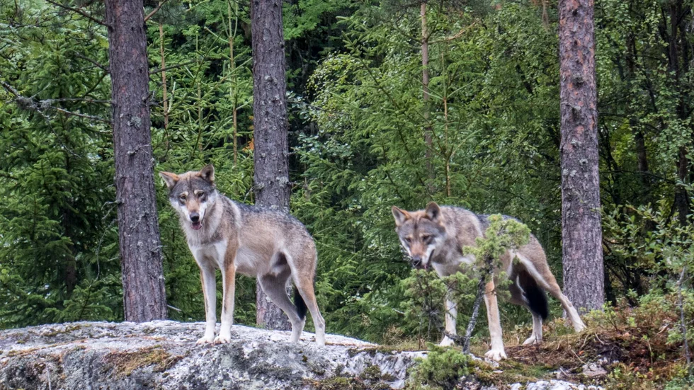 Det finns totalt åtta vargar i Långbogenreviret i norra Östergötland, enligt nya uppgifter från Länsstyrelsen.