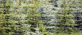 Ingen julgranshämtning i Heby — på grund av covid-19