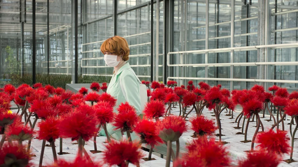 Alice (Emily Beecham) har förädlat en växt, kallad "Little Joe", för att den ska ha antidepressiva effekter. Pressbild.