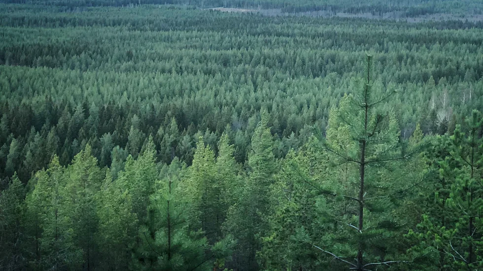 Bild tagen på Vitberget i Skellefteå förra veckan.