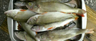 Fritidsfisket ökar i landet    