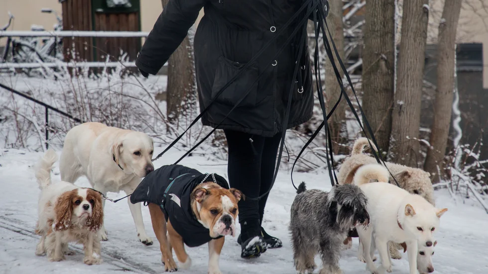 Hundpensionaten lider ekonomiskt under pandemin. Arkivbild