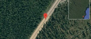 Renar på vägen på E4