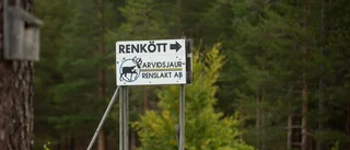 Sameby tvinga ställa in slakt: "Oönskad hjordstruktur"