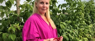 Coronaanpassad självplockning i Marias hallontunnlar